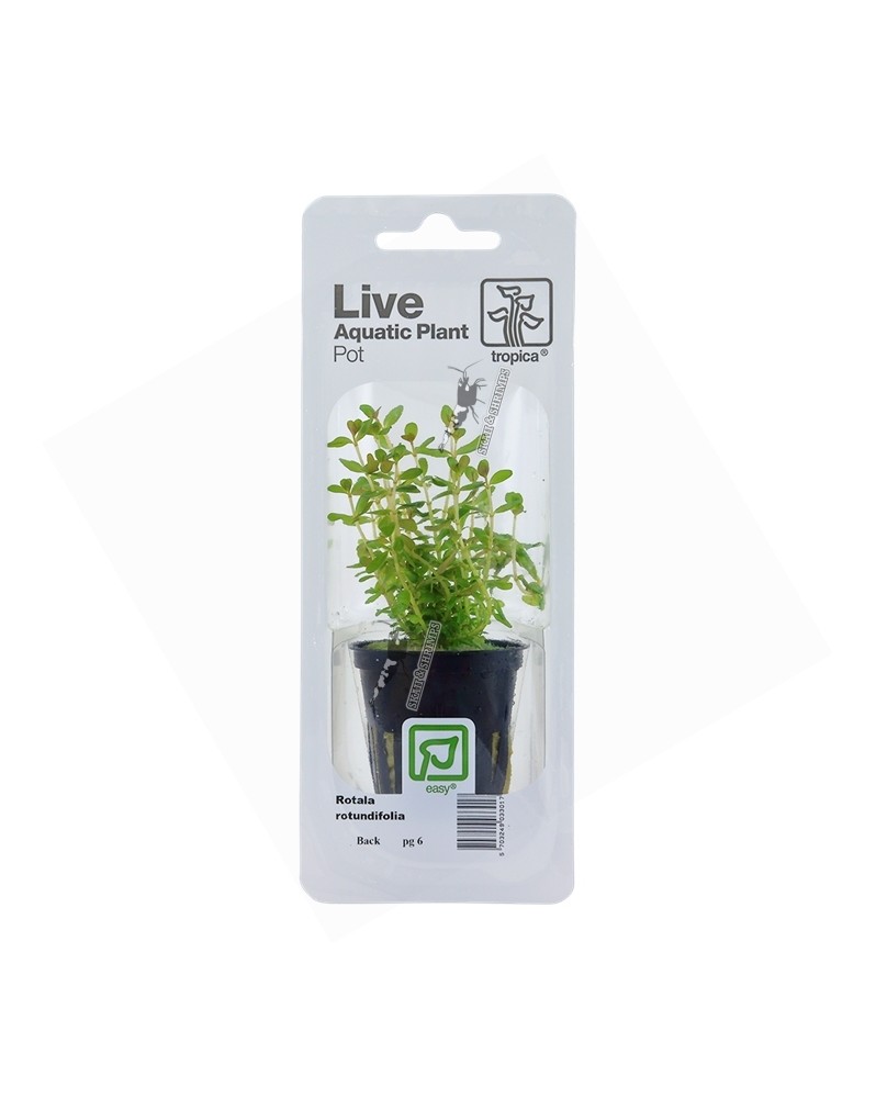 Rotala Rotundifolia en Pot