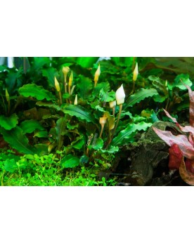 Bucephalandra Pygmea Bukit Kelam In Vitro