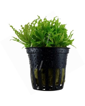 Pogostemon helferi en Pot