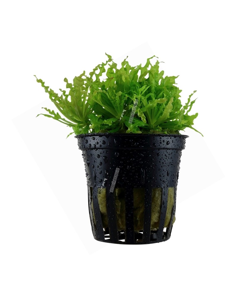 Pogostemon helferi en Pot