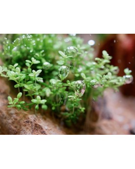 Hemianthus callitrichoides 'Cuba'