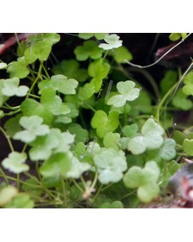 Hydrocotyle tripartita Mini - In Vitro