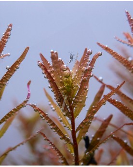 Rotala Rotundifolia en Pot