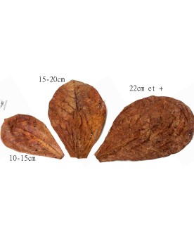 Feuilles de Catappa 12-15cm