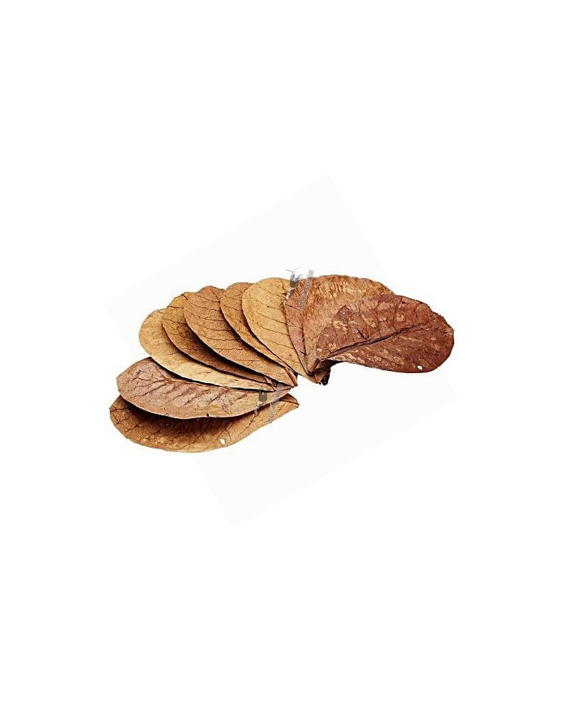 Feuilles de Catappa 12-15cm