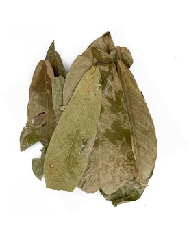 Feuilles de Cacaoyer (Lot de 10)