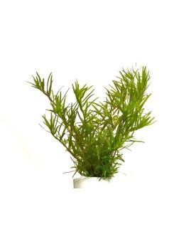 Rotala sp. Wayanad - Plant It!