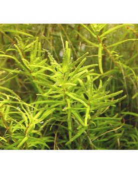 Rotala sp. Wayanad - Plant It!