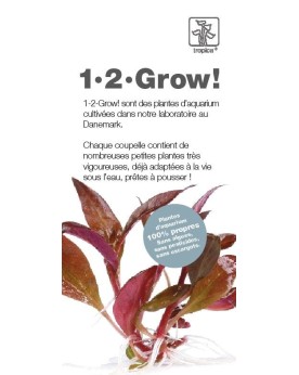 Tropica 1-2 Grow Info