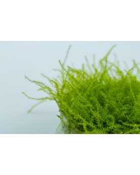 Stringy Moss