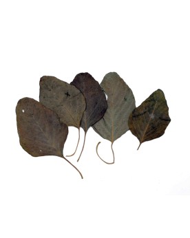 Feuilles d'Amaranthes - 10 pcs