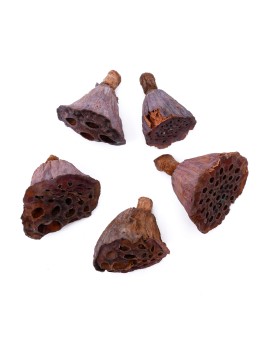 Cosse de Lotus 2-5cm - 5pcs