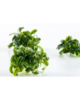 Bucephalandra Needle Leaf in vitro Limited Edition