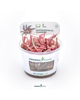 Cryptocoryne var. « flamingo »   - Plant It!