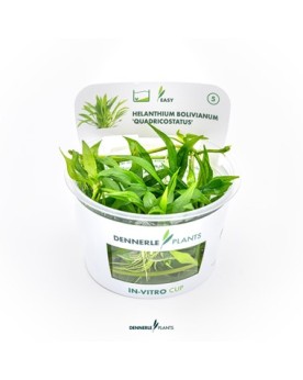 Helanthium bolivianum - Plant It!