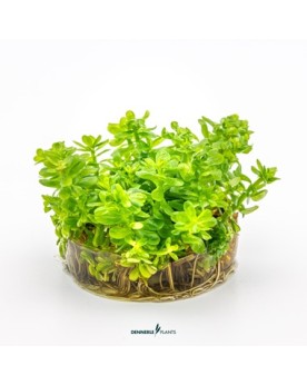 Rotala indica  - Plant It!