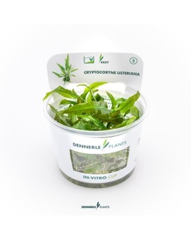 Cryptocoryne usteriana    - Plant It!