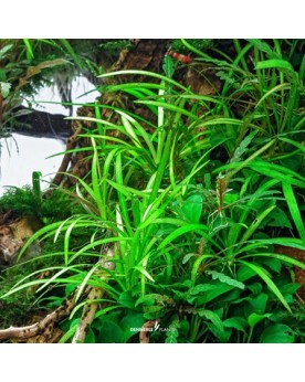 Helanthium tenellum Broad Leaf - Plant-it! Au premier abord, elle r...