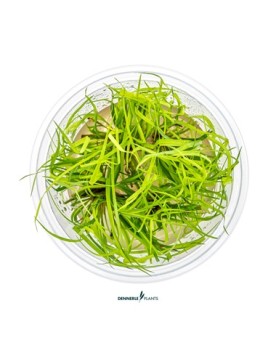 Juncus repens - Plant It! La Juncus repens est une plante palustre ...