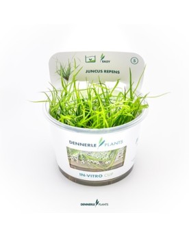 Juncus repens - Plant It! La Juncus repens est une plante palustre ...