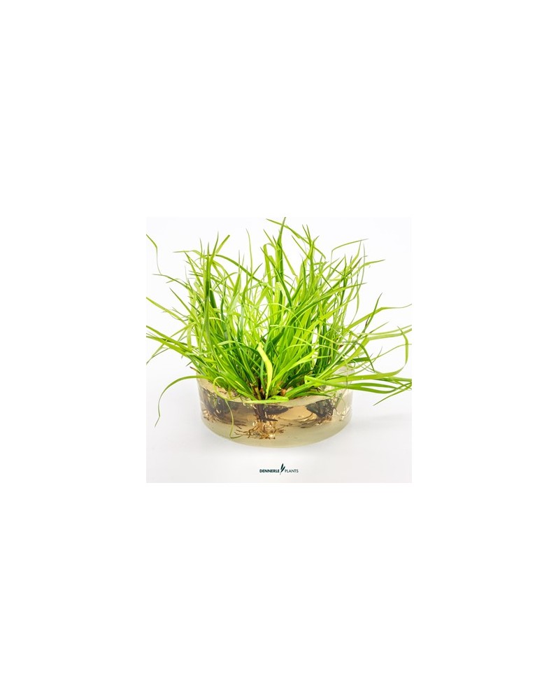 Juncus repens - Plant It! La Juncus repens est une plante palustre ...