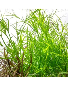 Juncus repens - Plant It! La Juncus repens est une plante palustre ...