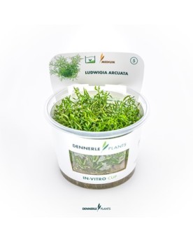 Ludwigia Arcuata  - Plant It!
