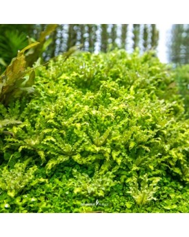 Pogostemon helferi - Plant-it!