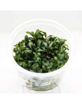 Bucephalandra Mini Needle Leaf - In Vitro La Bucephalandra Micranth...