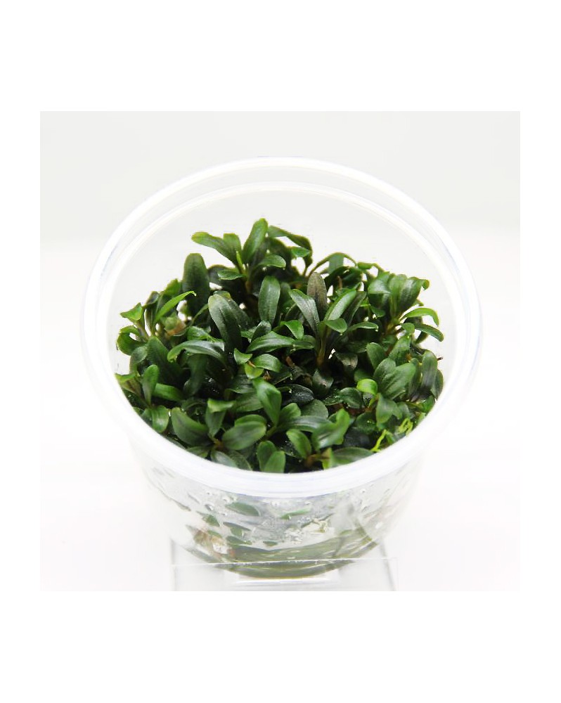 Bucephalandra Mini Needle Leaf - In Vitro