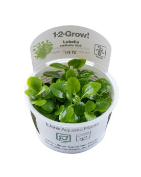Lobelia Cardinalis Mini  1-2 Grow!