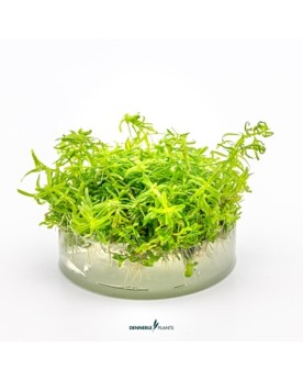 Rotala sp. Wayanad - Plant It! Rotala Sp. Wayanad. Nouvelle Rotala ...