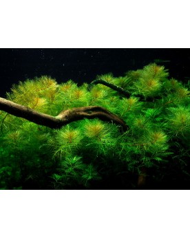 Myriophyllum  'mattogrossense' - Limited Edition