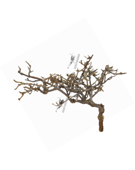 Dry Tree - Minibonsaï S - 8-15cm