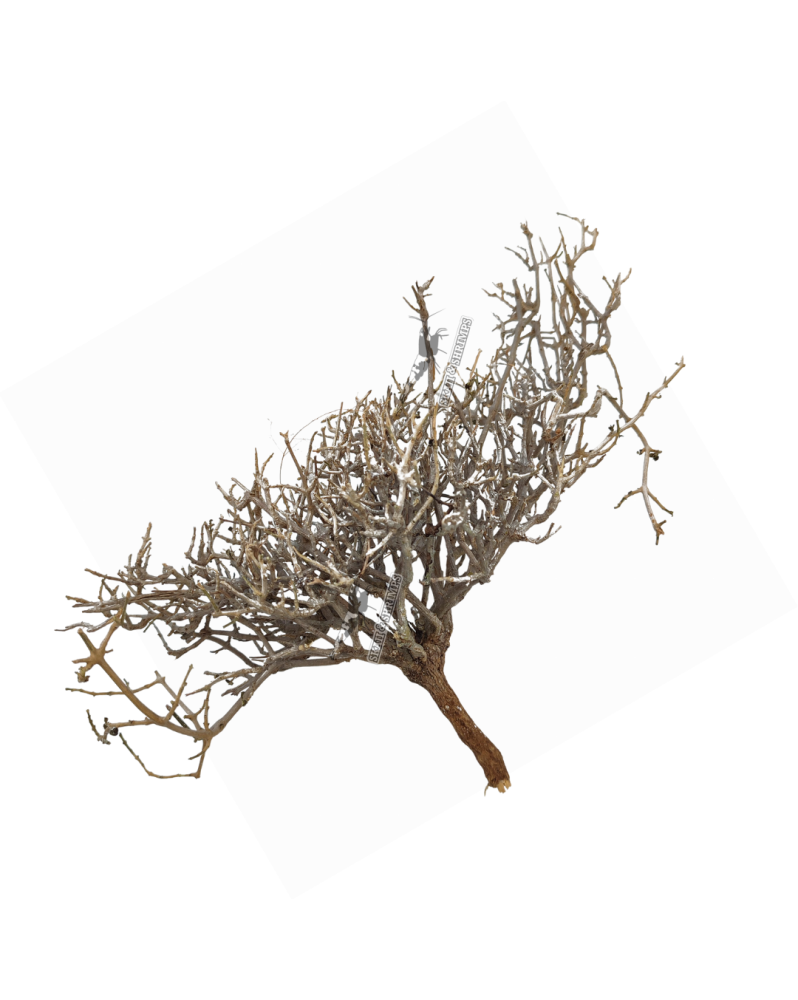 Dry Tree - Minibonsaï M - 10-20cm