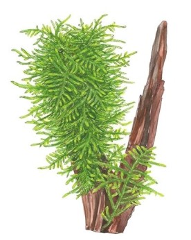 Taxiphyllum Spiky