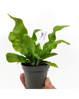 Asplenium Nidus  Crispy Wave  - Ø6cm - 15cm