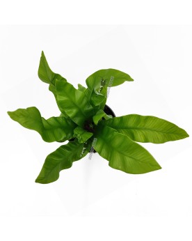 Asplenium Nidus  Crispy Wave  - Ø6cm - 15cm