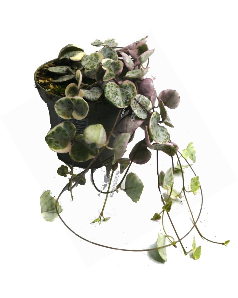 Ceropegia woodi  Variegata  - Ø6 - 10cm