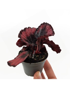 Begonia rex  Red Kiss  - Ø6cm - 10cm
