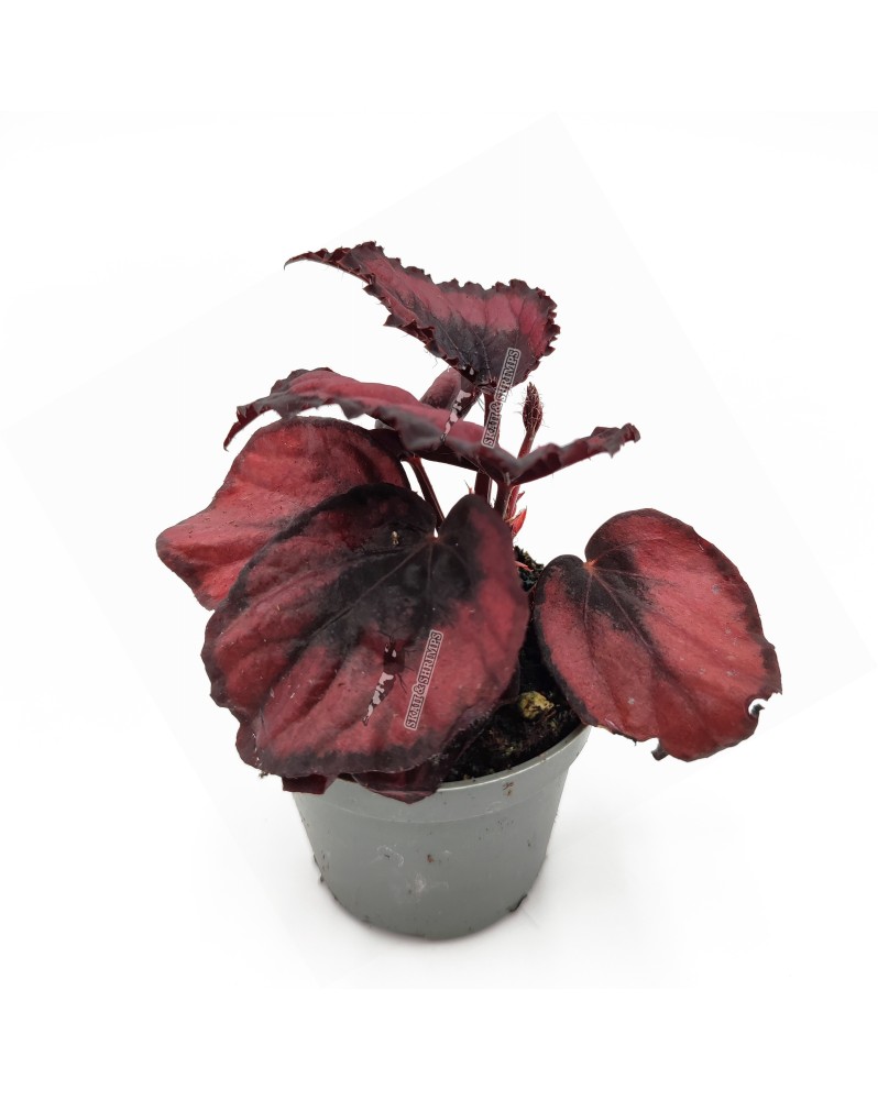 Begonia rex  Red Kiss  - Ø6cm - 10cm