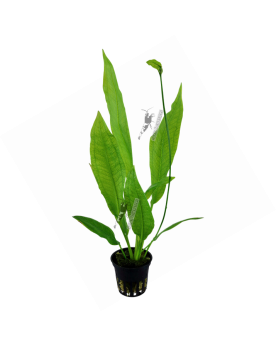 Echinodorus grisebachii  Tropica  In Vitro - Limited Edition