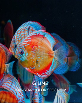 Twinstar Light 80G - Waterproof