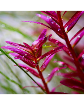 Rotala rotundifolia Blood Red  In Vitro - Limited Edition Rotala Bl...