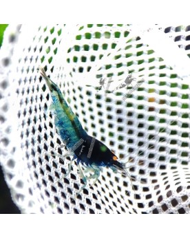 Blue Devil Shrimp - Mid (Voir Description)