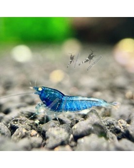 Blue Devil Shrimp - Mid (Voir Description)