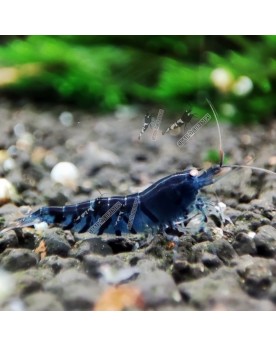Tiger Blue Shrimp