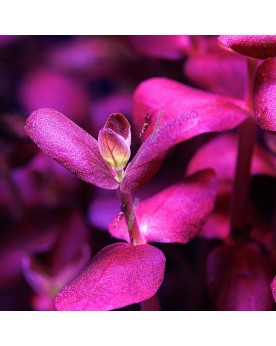 Bacopa Salzmanii  Purple  - En Pot