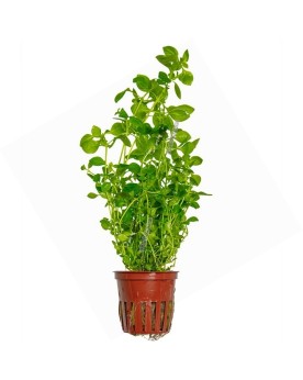 Ludwigia Palustris  Green  - En Pot