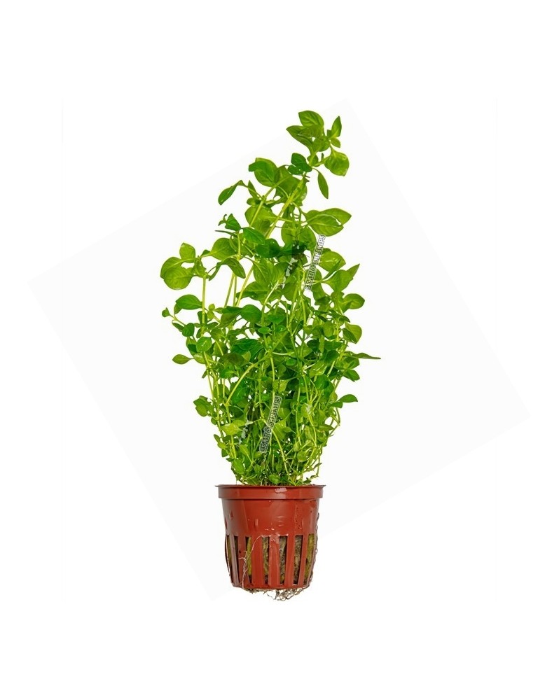 Ludwigia Palustris  Green  - En Pot